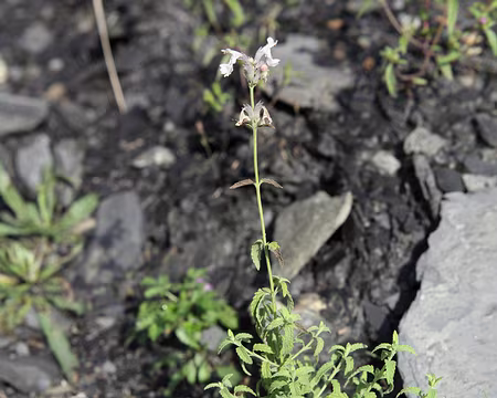 IMG_7458 Petit nÃ©pÃ©ta (Nepeta nepetella)