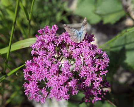 IMG_7506 AzurÃ© sur des fleurs d'adÃ©nostyle