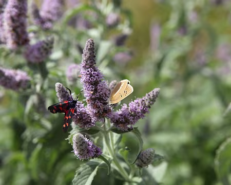 IMG_7513 ZygÃ¨ne et azurÃ© sur de la menthe Ã feuilles longues (Mentha longifolia)