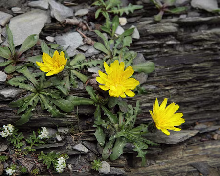 IMG_7649 Liondent des montagnes (Leontodon montanus subsp. montanus)
