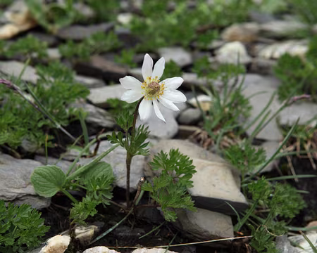 IMG_7650 AnÃ©mone du mont Baldo (Anemone baldensis)