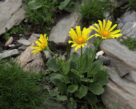 IMG_7652 Doronic Ã grandes fleurs (Doronicum grandiflorum)