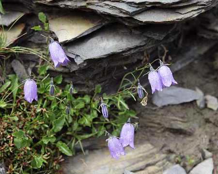 IMG_7657 Campanule de Scheuchzer (Campanula scheuchzeri)