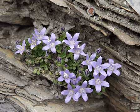 IMG_7836 Campanule du mont Cenis (Campanula cenisia)