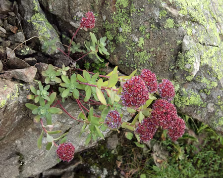 IMG_8027 Orpin des infidÃ¨les (Sedum anacampseros)