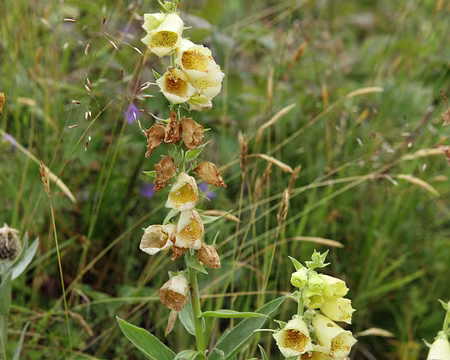 IMG_8044 Digitale Ã grandes fleurs (Digitalis grandiflora)