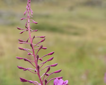 IMG_8046 Ã‰pilobe Ã feuilles Ã©troites (Epilobium angustifolium)