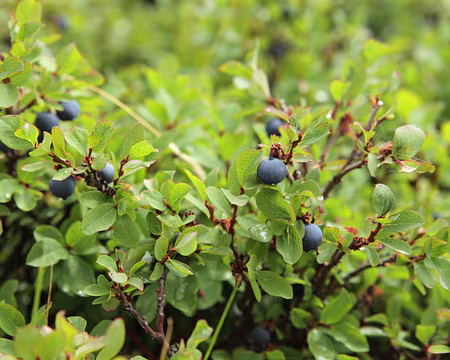 IMG_8109 Airelle Ã petites feuilles (Vaccinium uliginosum subsp. microphyllum)