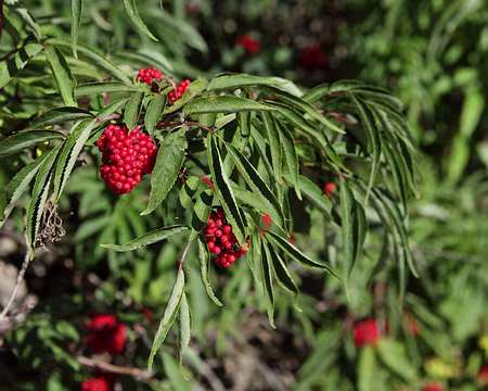 IMG_8382 Sureau Ã grappes (Sambucus racemosa)
