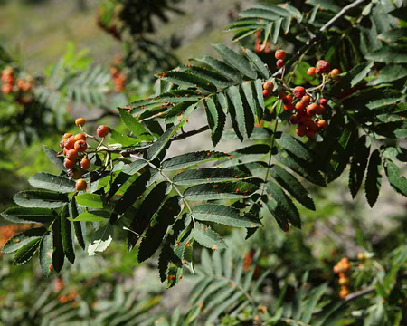 IMG_8413 Sorbier des oiseleurs (Sorbus aucuparia)