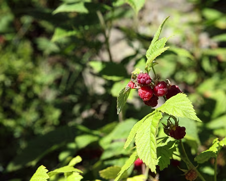 IMG_8434 Framboisier (Rubus idaeus)