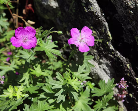 IMG_8456 GÃ©ranium sanguin (Geranium sanguineum)