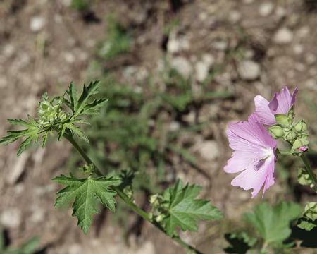 IMG_8498 Mauve alcÃ©e (Malva alcea)