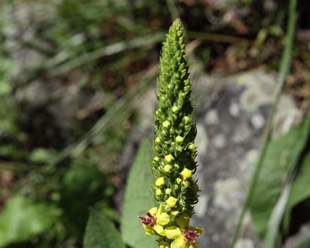 IMG_8505 MolÃ¨ne noire (Verbascum nigrum)