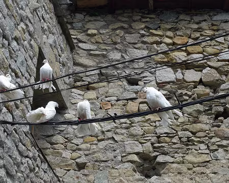 029 Une faune bien sympathique.