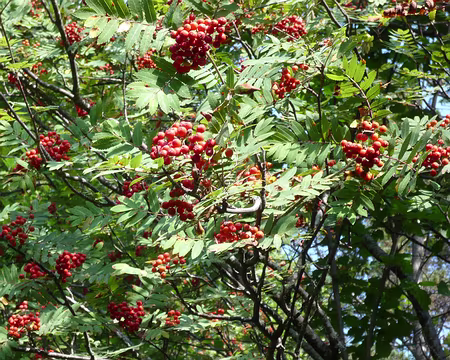031 A travers les forêts de sorbiers.