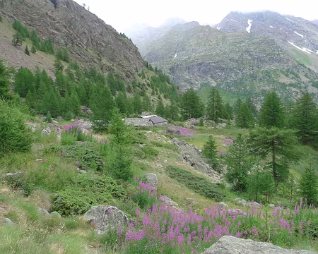 020 Dans la combe verdoyante du Grand Chamin.