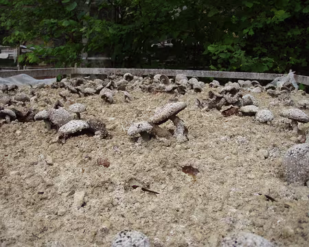 043 Ceux là, on ne les touche pas