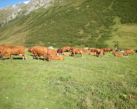 DSCN0529 Elles, elles sont restées dans la vallée