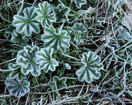 IMG_0532 La nuit a été fraîche