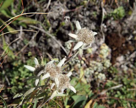 IMG_0566 Edelweiss