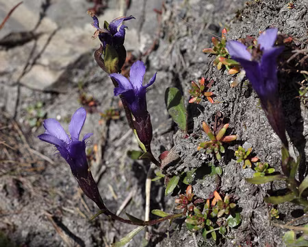IMG_1733 Gentiane ciliée (Gentianella ciliata (L.) Borkh.)