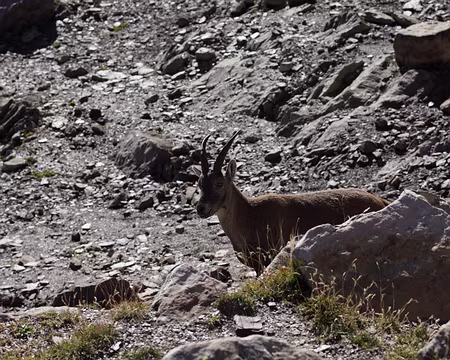 IMG_1884 Nous sommes observés par les bouquetins