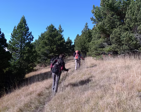 22 Dans les herbes jaune-gris, parmi les pins toujours verts, sous un ciel bien bleu.