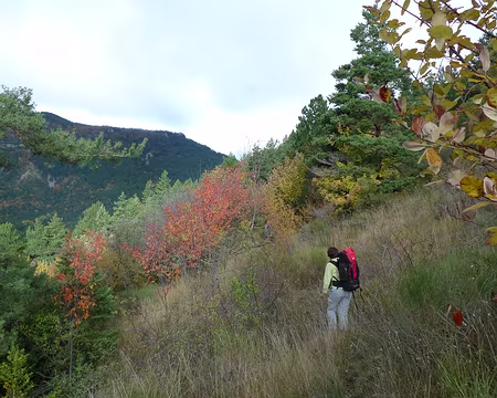 29 Des buissons ardents.