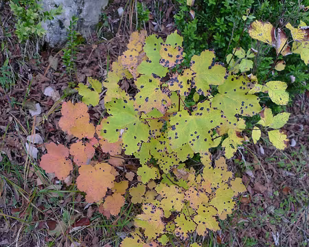 30 Couleurs automnales.