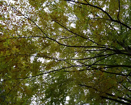 31 Végétation automnale.