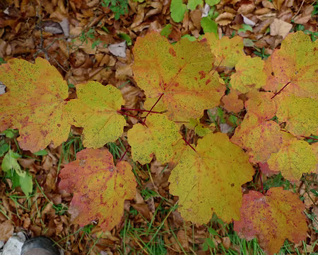 41 Couleurs automnales.