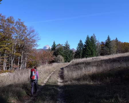 65 Nous retrouvons la végétation boisée.