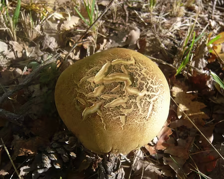 PXL007 Bolet des pins