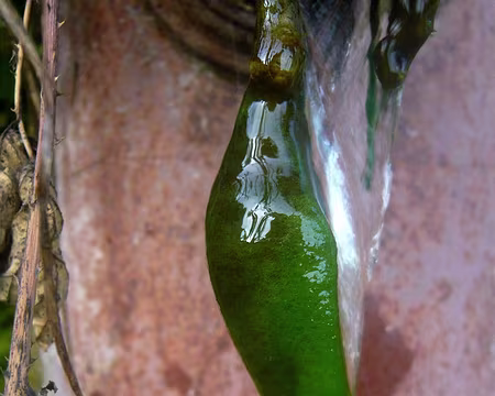PXL009 A la source, au hameau de Villars la Croix