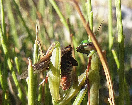 PXL028 la tête c'est le meilleur