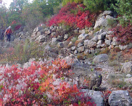 PXL033 Descente sur Puget-Rostang parmi les sumacs