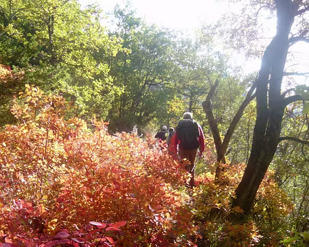 PXL036 Dans les sumacs