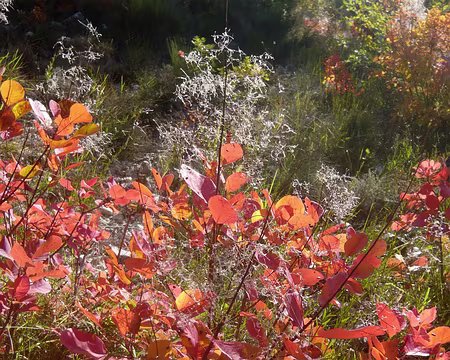 PXL037 Sumac ou arbre à plumets