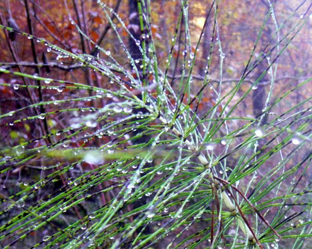 PXL067 Prêle des bois