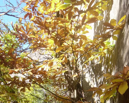 PXL101 Voyez-vous Alain ?