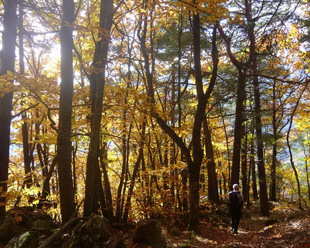 PXL115 30 10 09 Châtaigneraie