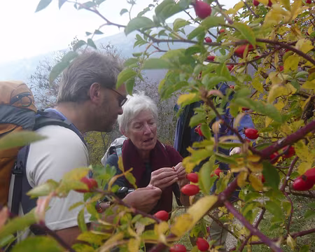 PXL125 Comment déguster les cynhorrodons, par Yvette