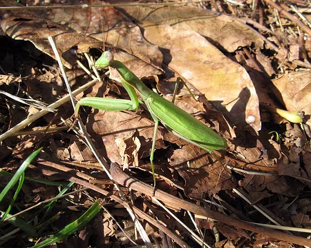 088 Mante religieuse