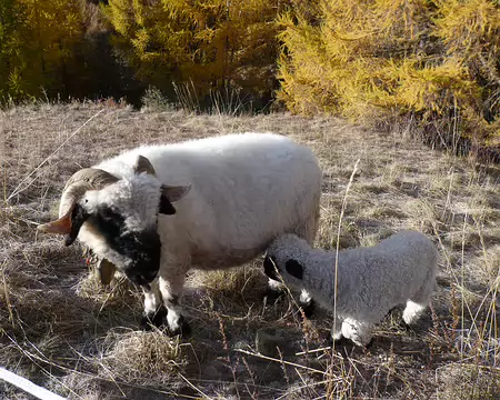 PXL048 Séquence moutons