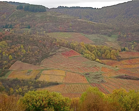 PXL007 vignobles et forêts