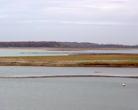 PXL006 Des oiseaux il y en a !