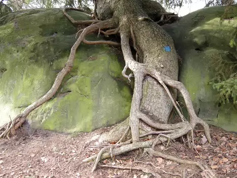 2010-02 Sentier Bleau