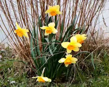 PXL038 Jonquilles