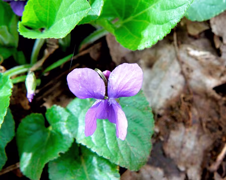 PXL065 une pensée pour....